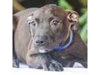 Adopt Leanne a Pit Bull Terrier