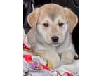 Adopt Captain Pattie - Homer Litter a Labrador Retriever, Mixed Breed