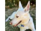 Adopt Verbena - Bena a German Shepherd Dog