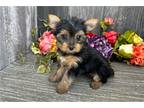 Yorkshire Terrier Puppy for sale in Fort Wayne, IN, USA