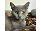 Adopt Zima a Russian Blue