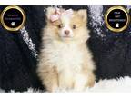 Pomeranian Puppy for sale in Fort Wayne, IN, USA