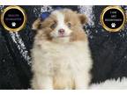 Pomeranian Puppy for sale in Fort Wayne, IN, USA