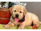 Labrador Retriever Puppy for sale in Kirksville, MO, USA