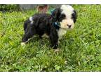 Mutt Puppy for sale in Chattanooga, TN, USA