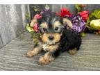 Yorkshire Terrier Puppy for sale in Fort Wayne, IN, USA