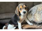 Beagle Puppy for sale in Springfield, MO, USA