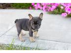 French Bulldog Puppy for sale in South Bend, IN, USA