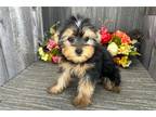 Yorkshire Terrier Puppy for sale in Fort Wayne, IN, USA