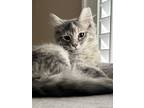 Adopt Gracie a Domestic Long Hair