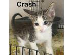 Adopt Crash a Domestic Short Hair