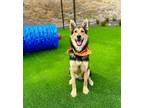 Adopt Flash a German Shepherd Dog