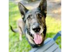 Adopt Snuffleupagus a German Shepherd Dog