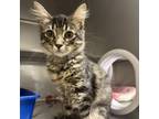 Adopt Montezuma a Domestic Short Hair