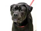 Adopt Hooch a Rottweiler, Labrador Retriever