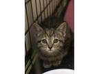 Adopt Lennon a Domestic Short Hair