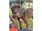 Adopt Connor a Pit Bull Terrier, Mixed Breed