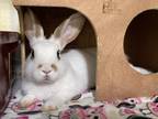 Adopt Renji a Bunny Rabbit, Rex