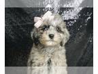 Poodle (Toy)-Schnoodle (Miniature) Mix PUPPY FOR SALE ADN-819084 - AD 1 Adorable