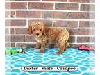 Cavapoo PUPPY FOR SALE ADN-819090 - Fluffy mini Cavapoo puppy