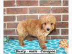 Cavapoo PUPPY FOR SALE ADN-819100 - Fluffy mini Cavapoo puppy