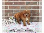 Cavapoo PUPPY FOR SALE ADN-819104 - Fluffy mini Cavapoo puppy