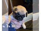 Pug PUPPY FOR SALE ADN-819115 - Adorable Pug Puppies