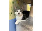 Adopt Sammy a Domestic Short Hair