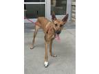 Adopt Bambi a Shepherd, Mixed Breed