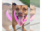 Pharaoh Hound Mix DOG FOR ADOPTION RGADN-1328310 - Zoey - Pharaoh Hound / Mixed