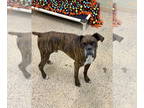 Boxer DOG FOR ADOPTION RGADN-1328443 - Tadd - Boxer Dog For Adoption