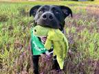 Adopt Scrappy a Labrador Retriever, Pit Bull Terrier