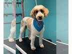 Goldendoodle DOG FOR ADOPTION RGADN-1328600 - Ford - Poodle (Standard) / Golden