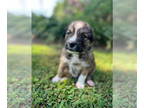 Anatolian Shepherd Mix DOG FOR ADOPTION RGADN-1329885 - Theodore - Anatolian