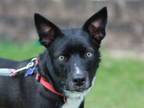 Adopt Burton - MEET ME 8/24/24 @ PETCO! a German Shepherd Dog, Border Collie