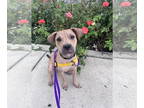 American Pit Bull Terrier Mix DOG FOR ADOPTION RGADN-1331192 - Nina Burrito -