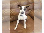 Rat Terrier DOG FOR ADOPTION RGADN-1331398 - Dunkan - Rat Terrier (short coat)