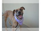 Catahoula Leopard Dog Mix DOG FOR ADOPTION RGADN-1331404 - Seine - Catahoula