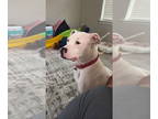 American Pit Bull Terrier-Dalmatian Mix DOG FOR ADOPTION RGADN-1331619 - Cookie