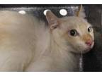 Adopt Gunther a Domestic Short Hair, Siamese