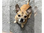 Daug DOG FOR ADOPTION RGADN-1333643 - Villa - Dachshund / Pug / Mixed (short