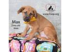 Adopt Max a Shepherd