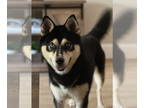 Shiba Inu-Siberian Husky Mix DOG FOR ADOPTION RGADN-1334650 - Blue - Shiba Inu /