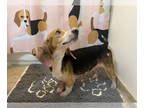 Beagle DOG FOR ADOPTION RGADN-1334843 - Sadie - Beagle / Spaniel (short coat)