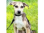 Adopt Bronny a Catahoula Leopard Dog