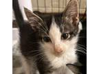 Adopt Miso a Domestic Short Hair