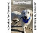 Adopt Stryker a Great Pyrenees