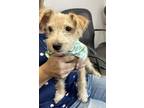 Adopt Toby a Cairn Terrier