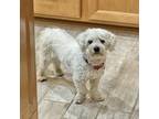 Adopt Handsome Ollie a Bichon Frise