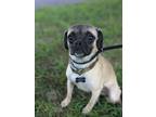 Adopt Tempura a Pug, Mixed Breed